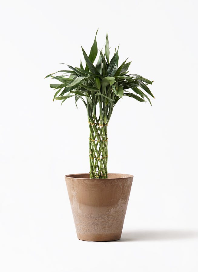 ドラセナ サンデリアーナ | 観葉植物通販HitoHana(ひとはな) ドラセナ サンデリアーナ | 観葉植物通販HitoHana(ひとはな)