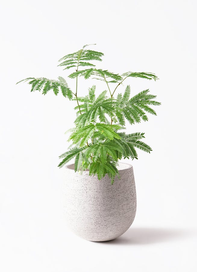 エバーフレッシュ | 観葉植物の通販ならHitoHana(ひとはな) エバーフレッシュ | 観葉植物の通販ならHitoHana(ひとはな)