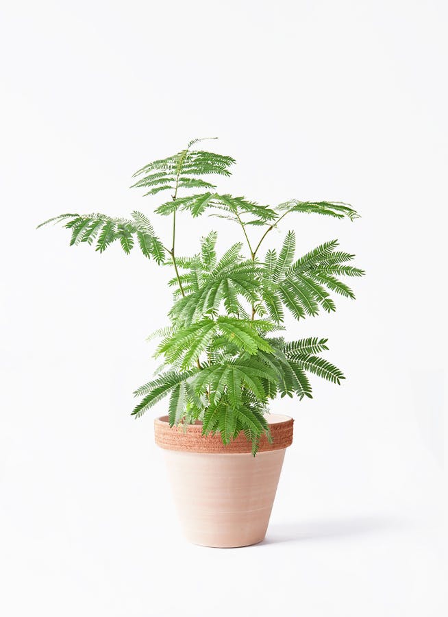 観葉植物 ユッカ 6号 ロストラータ スタンダードポット スクラッチ