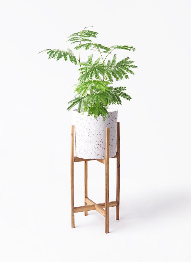 エバーフレッシュ 6号 | 観葉植物の通販ならHitoHana（ひとはな）