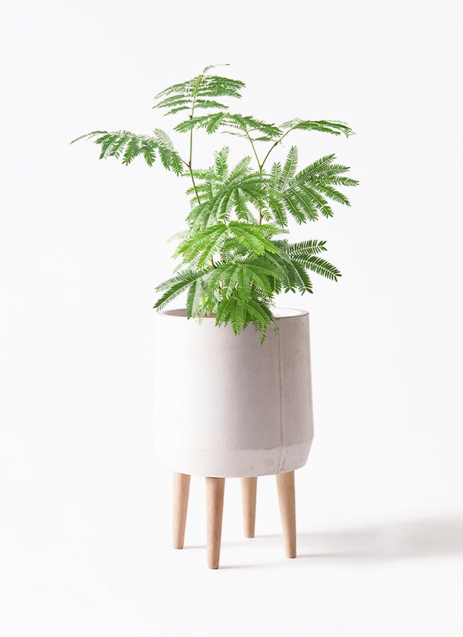 エバーフレッシュ 6号 | 観葉植物の通販ならHitoHana（ひとはな）