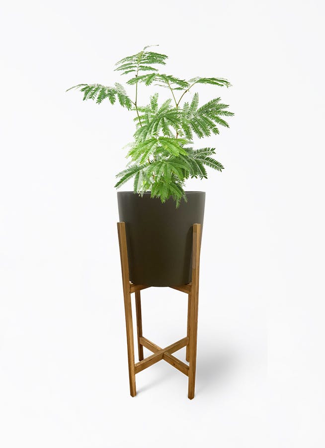 エバーフレッシュ 6号 | 観葉植物の通販ならHitoHana（ひとはな）