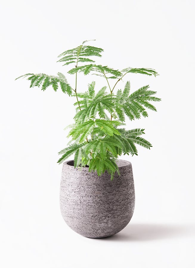 エバーフレッシュ 4号 | 観葉植物 | インテリアやギフトに