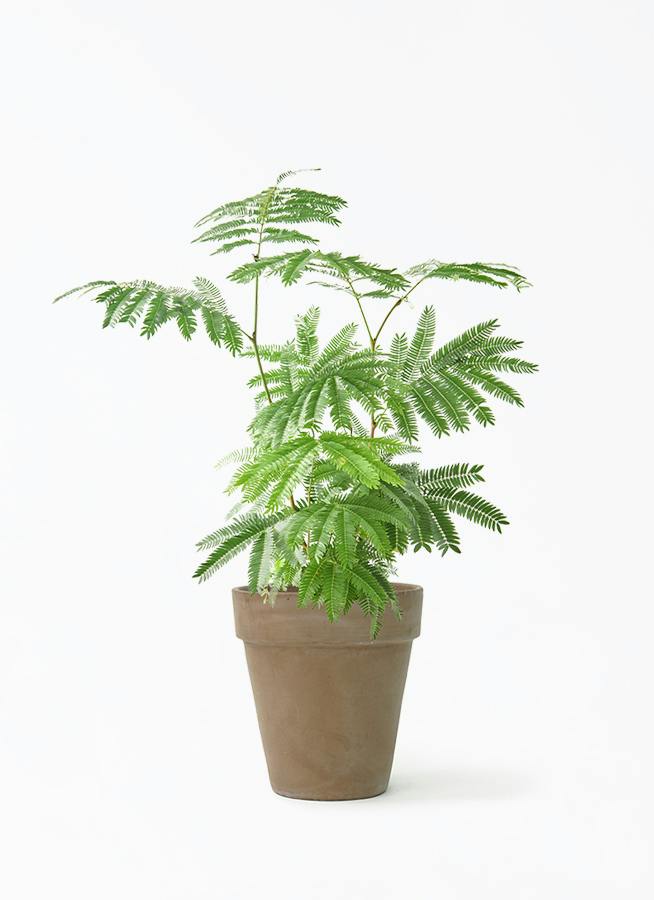 エバーフレッシュ 6号 | 観葉植物の通販ならHitoHana（ひとはな）