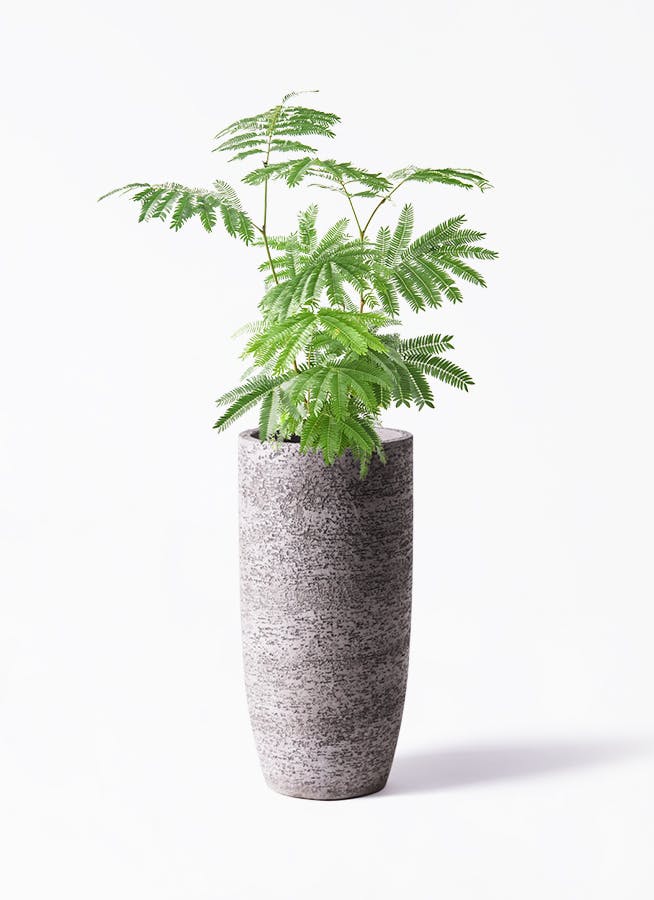 観葉植物 エバーフレッシュ 6号 プラスチック鉢 Eco Stone (エコ