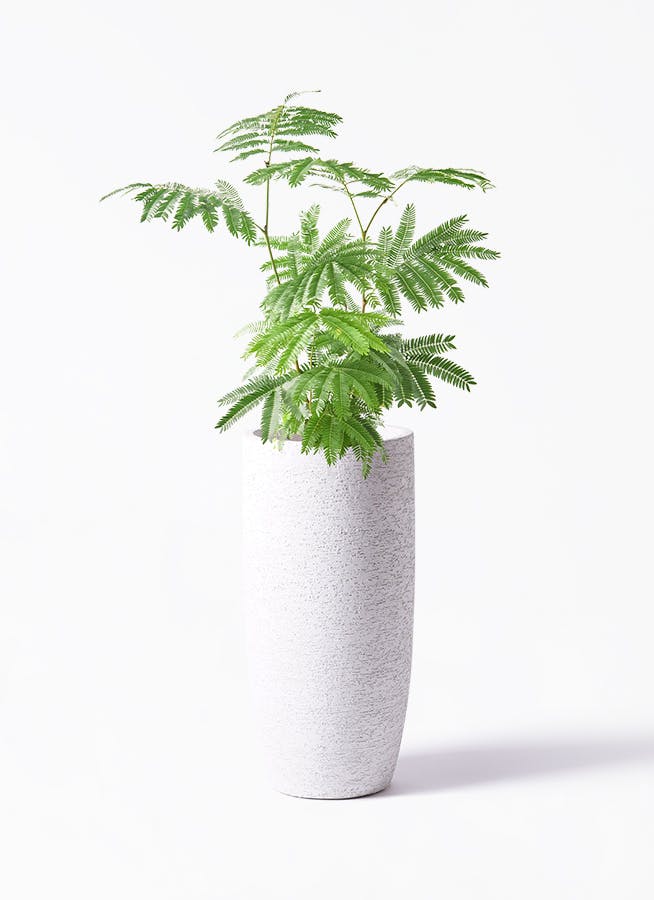 エバーフレッシュ 6号 | 観葉植物の通販ならHitoHana（ひとはな）