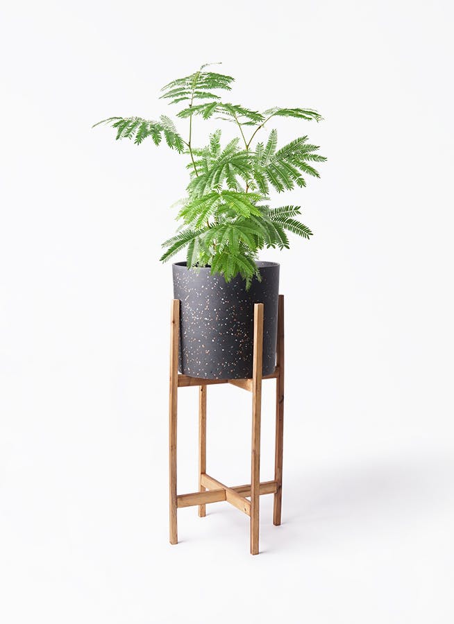 エバーフレッシュ 6号 | 観葉植物の通販ならHitoHana（ひとはな）