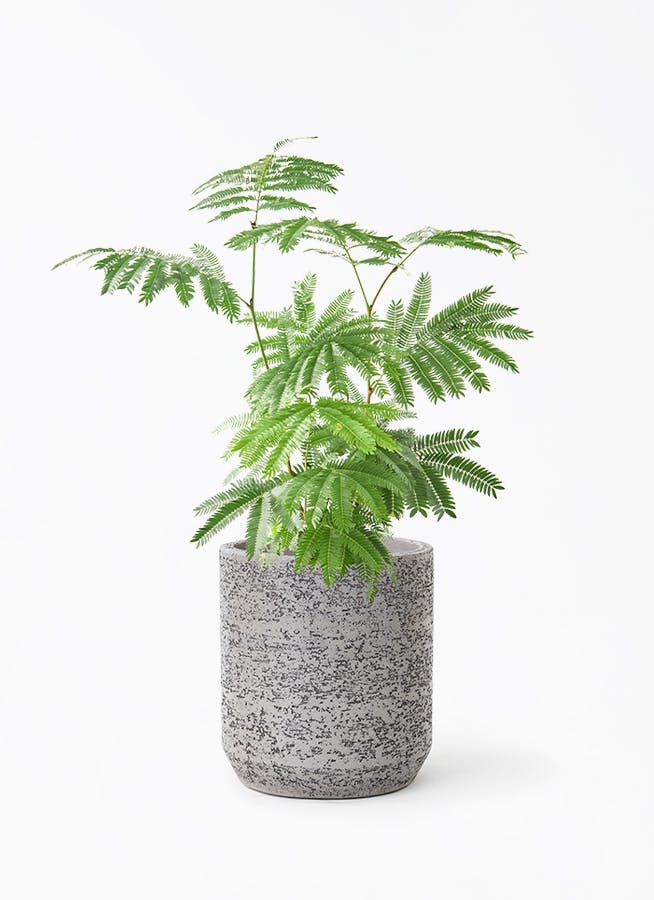エバーフレッシュ 6号 | 観葉植物の通販ならHitoHana（ひとはな）