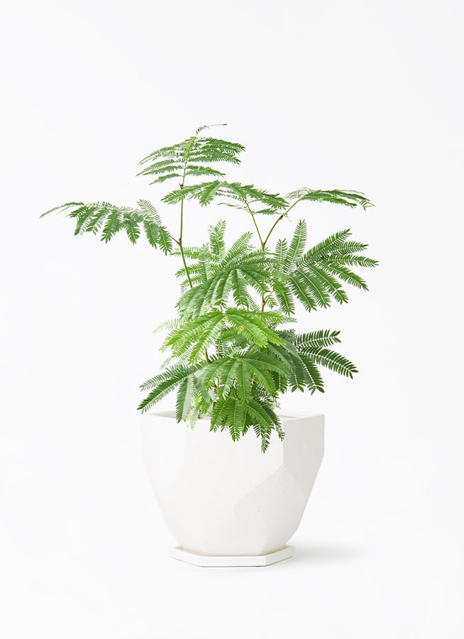 エバーフレッシュ 6号 | 観葉植物の通販ならHitoHana（ひとはな）