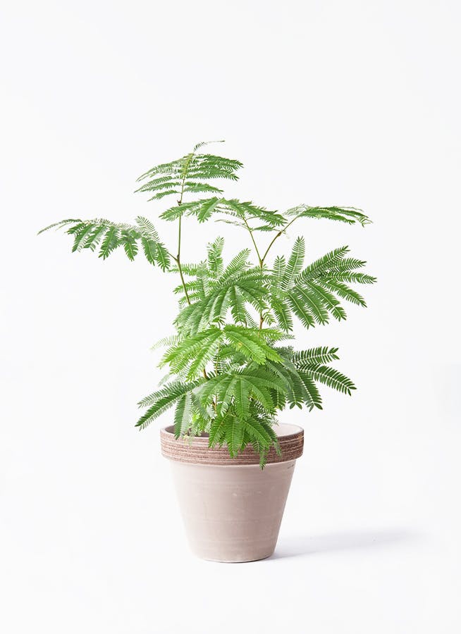 観葉植物 エバーフレッシュ 6号 プラスチック鉢 スタンダードポット