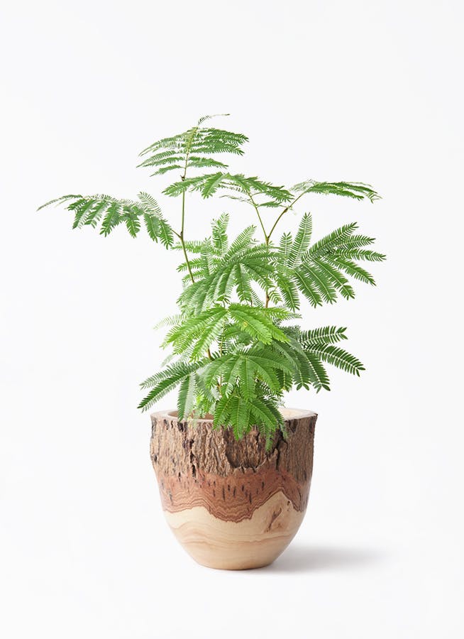 エバーフレッシュ 観葉植物 エバーフレッシュ 6号 プラスチック鉢 Mango Wood (マンゴー