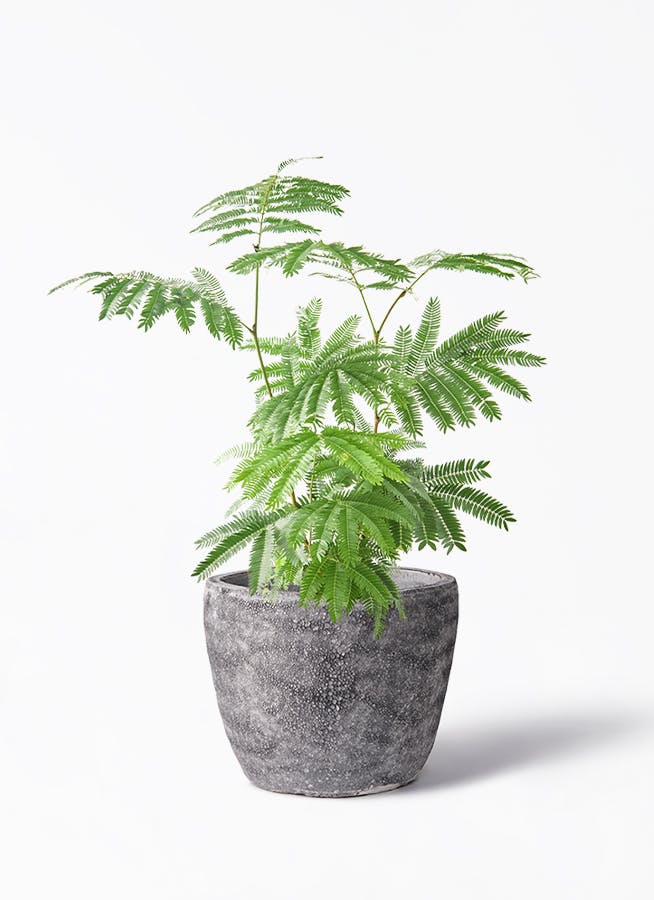エバーフレッシュ 6号 | 観葉植物の通販ならHitoHana（ひとはな）