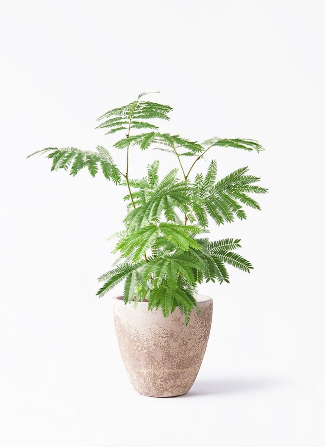 エバーフレッシュ | 観葉植物の通販ならHitoHana（ひとはな）