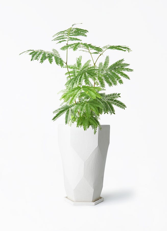 エバーフレッシュ 6号 | 観葉植物の通販ならHitoHana（ひとはな）