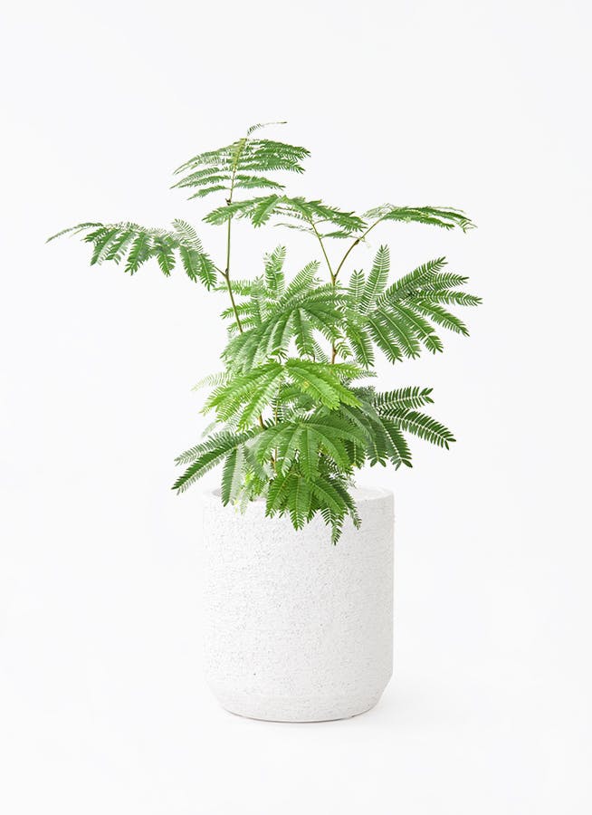 観葉植物 エバーフレッシュ 6号 プラスチック鉢 Eco Stone (エコ