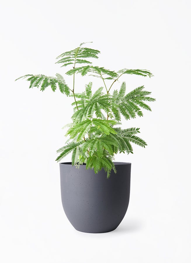 観葉植物 フィカス アムステルダムキング 6号 曲り インティ グレー