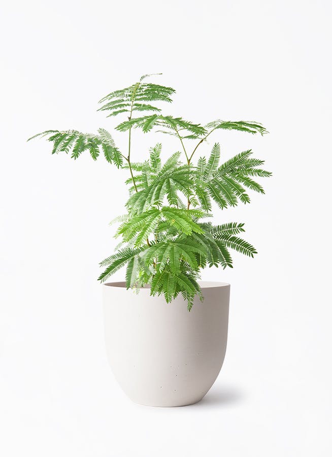 観葉植物 ユッカ 6号 ロストラータ インティ ホワイト 付き | 観葉植物