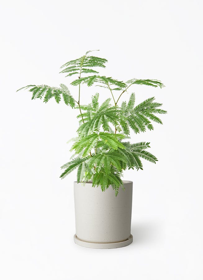 観葉植物 エバーフレッシュ 6号 プラスチック鉢 ストーンウェア