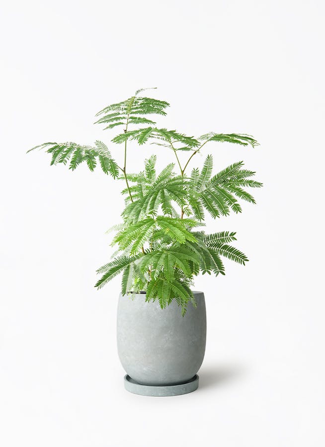 エバーフレッシュを価格(値段別)に選ぶ | HitoHana（ひとはな）