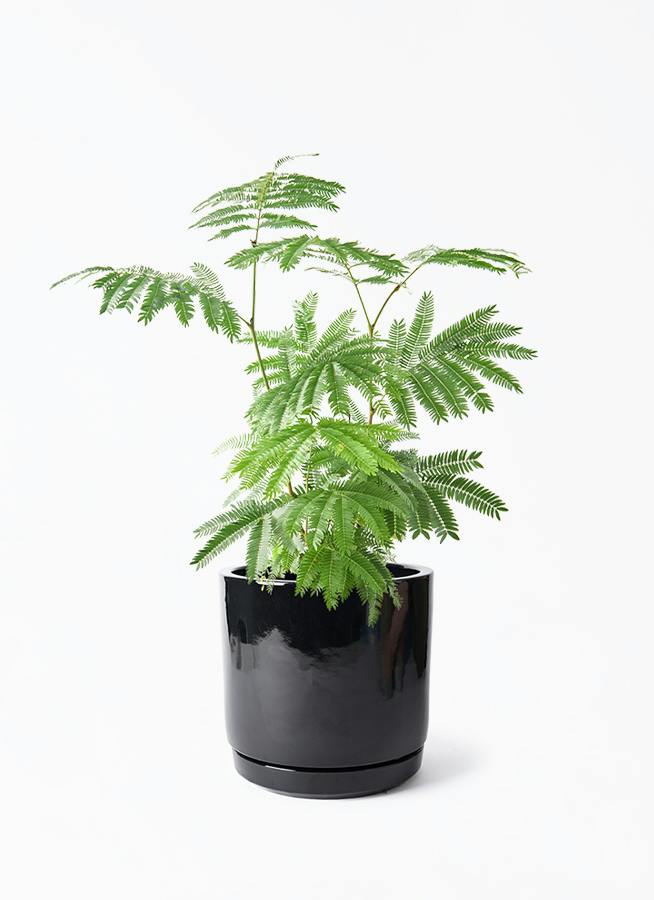 エバーフレッシュ 6号 | 観葉植物の通販ならHitoHana（ひとはな）