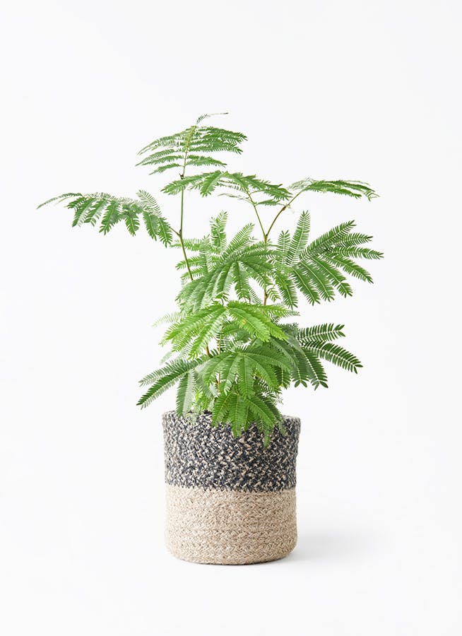 エバーフレッシュ | 観葉植物の通販ならHitoHana（ひとはな）