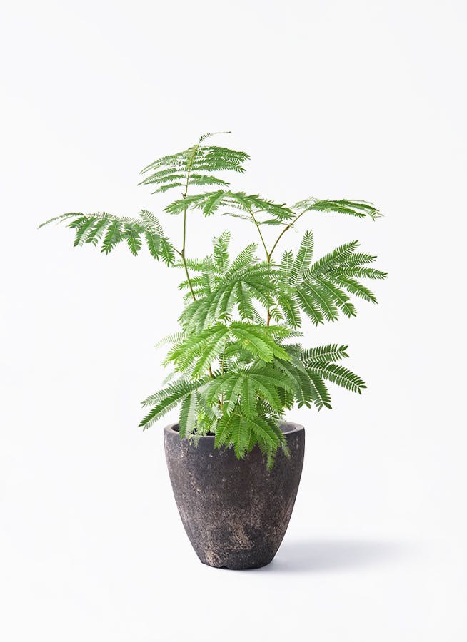 観葉植物 エバーフレッシュ 6号 プラスチック鉢 フリットエッグ
