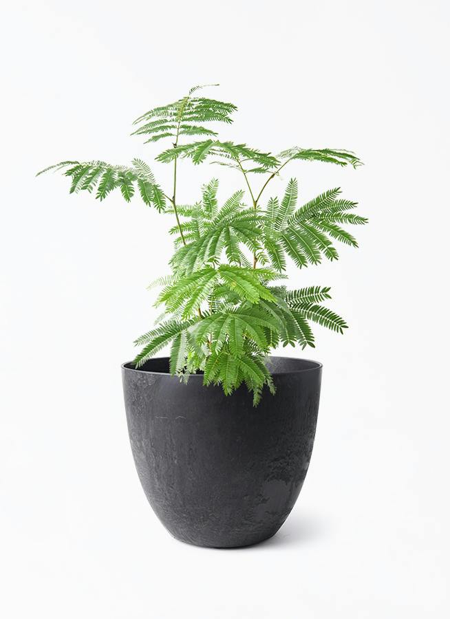 観葉植物 エバーフレッシュ 6号 プラスチック鉢 アートストーン ボーラ