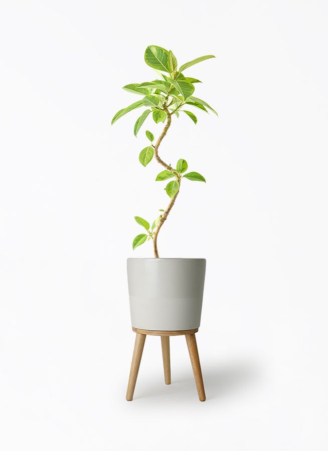 フィカス アルテシーマ 曲がり | 観葉植物通販 Hitohana（ひとはな）