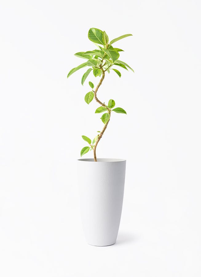 観葉植物 オリーブの木 5号 創樹 フォレスト トール ホワイト 付き