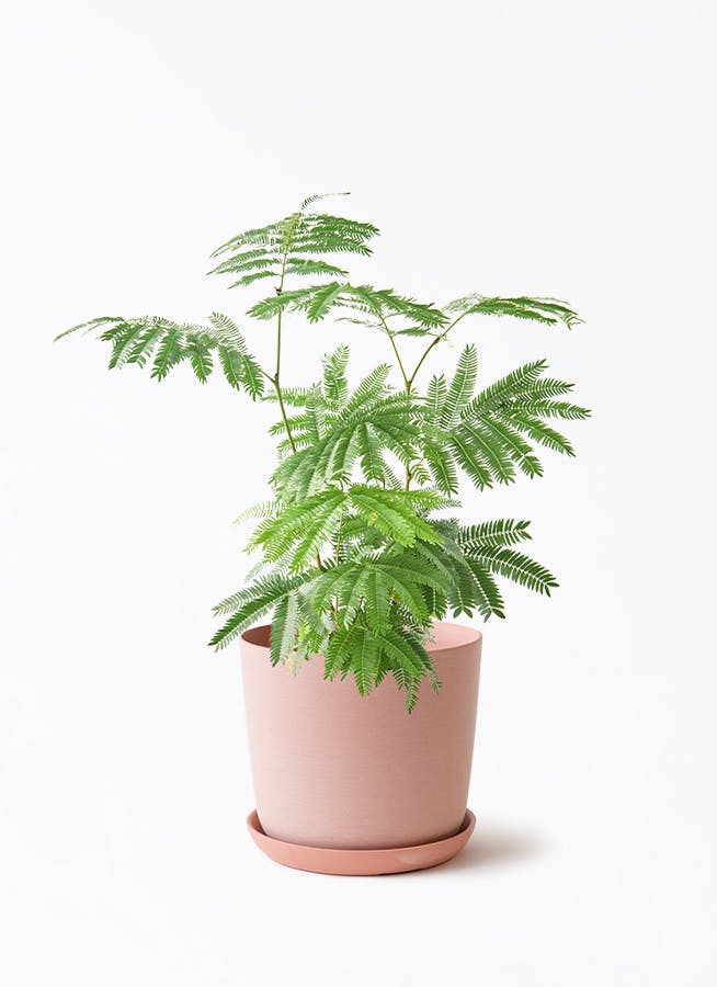 エバーフレッシュを価格(値段別)に選ぶ | HitoHana（ひとはな）