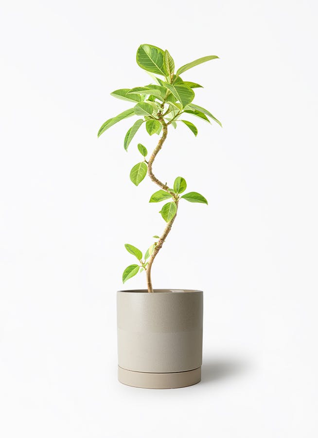 観葉植物 フィカス アルテシーマ 5号 曲り エドラ B 付き | 観葉植物
