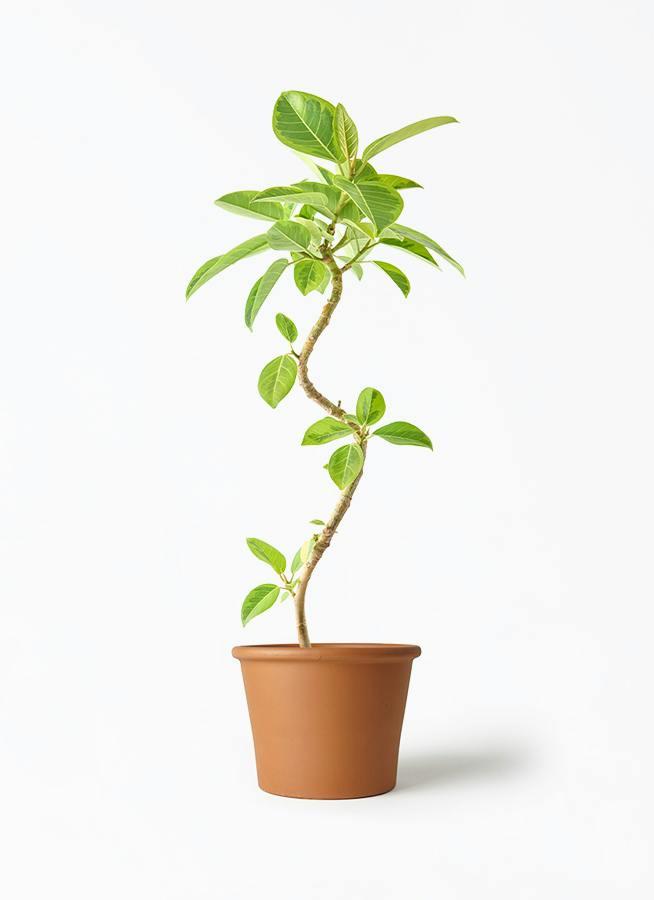 観葉植物 フィカス ウンベラータ 5号 曲り シリンダーポット 付き