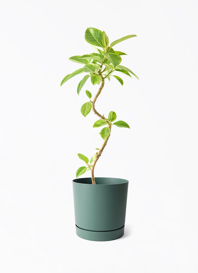 フィカス アルテシーマ 曲がり | 観葉植物通販 Hitohana（ひとはな）