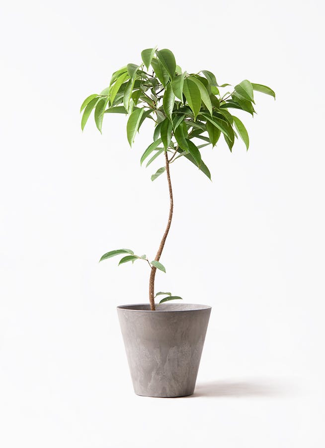 現品　フィカス　ゴムの木　アムステルダムキング 45番　曲がり　観葉植物 フィカス アムステルダムキング 曲がり | 観葉植物通販 HitoHana（ひと