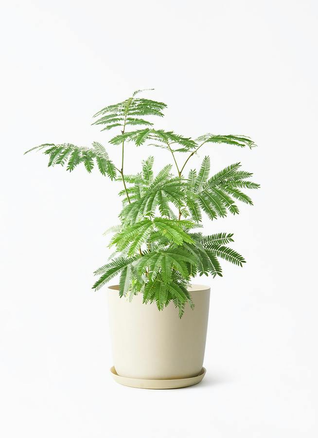 エバーフレッシュ | 観葉植物の通販ならHitoHana（ひとはな）