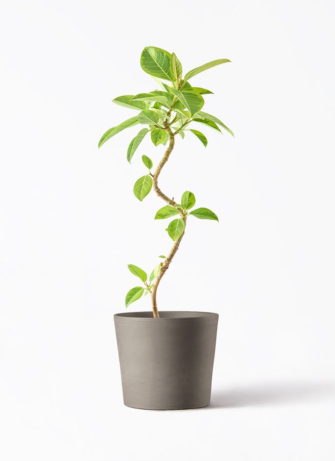 フィカス アルテシーマ 曲がり | 観葉植物通販 Hitohana（ひとはな）