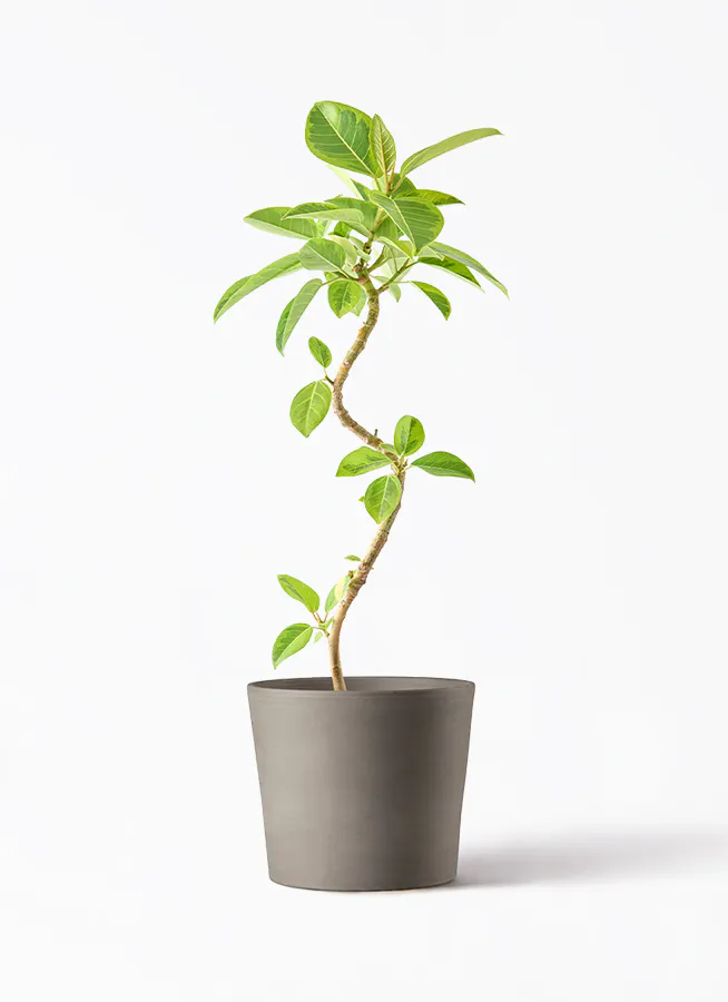 フィカス アルテシーマ 曲がり | 観葉植物通販 Hitohana（ひとはな）