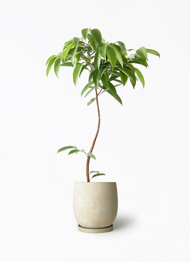 フィカス アムステルダムキング 7号 曲がり | 観葉植物通販 HitoHana