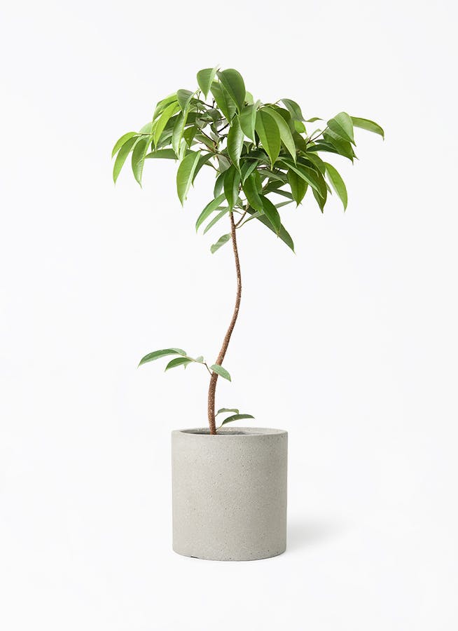 フィカス・アムステルダムキング まがりM | 観葉植物の通販 AND