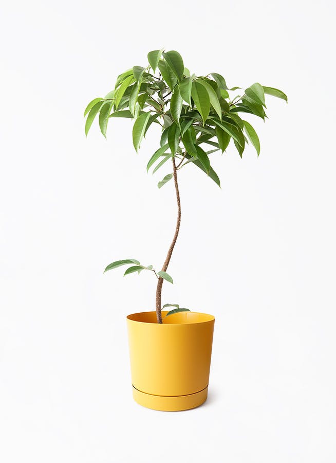 フィカス アムステルダムキング 7号 曲がり | 観葉植物通販