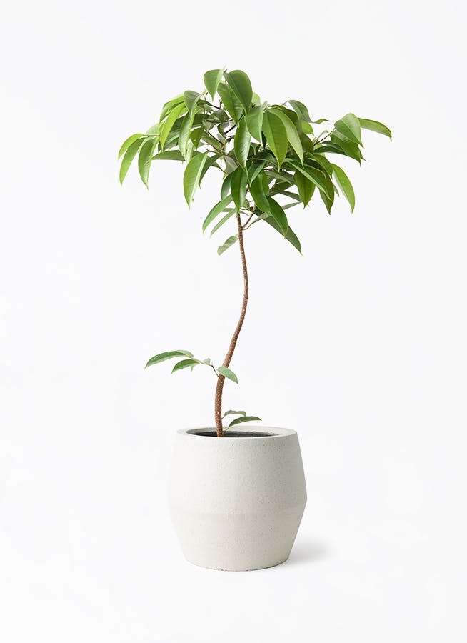 観葉植物 フィカス アムステルダムキング 7号 曲り パボ ジャー オフ 