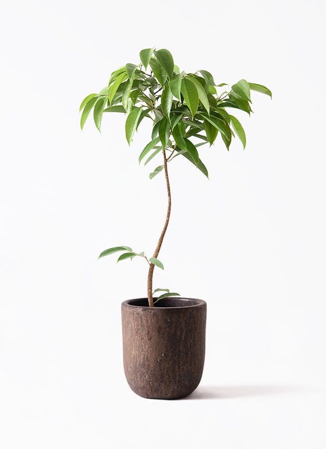 観葉植物 シェフレラ（カポック） 7号 ハッピーイエロー 曲り ビトロ