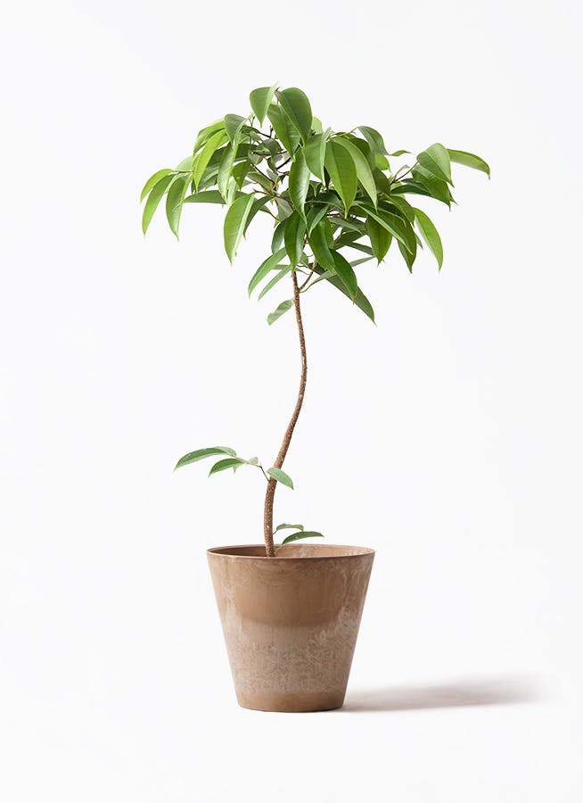 フィカス アムステルダムキング 曲がり | 観葉植物通販 HitoHana（ひと