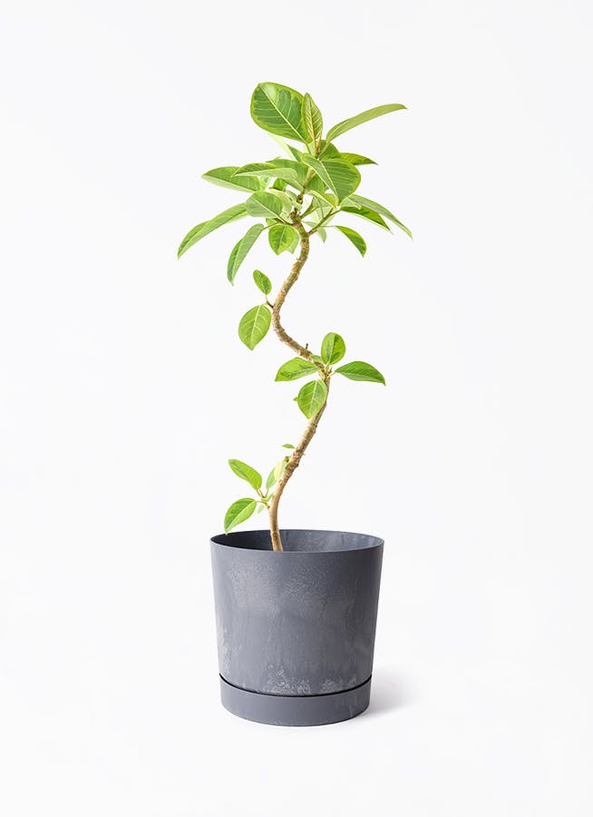 観葉植物 フィカス アルテシーマ 5号 曲り プロスパー トゥーボ