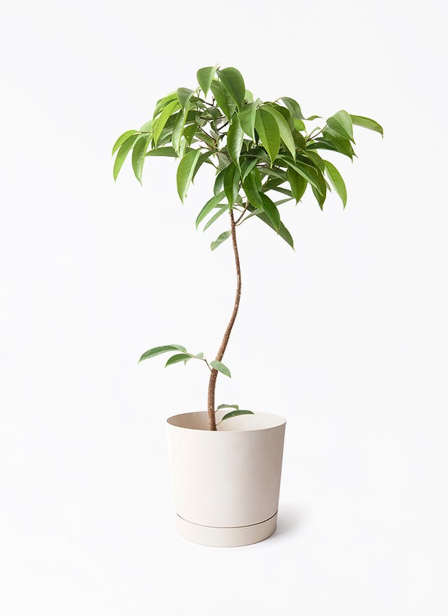 7号サイズの観葉植物 | 通販専門店 HitoHana（ひとはな）