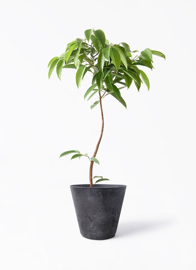 カラーサンドアート　コーヒーの木　観葉植物　シェフレラ　カポック カラーサンドアート コーヒーの木 観葉植物 シェフレラ カポック