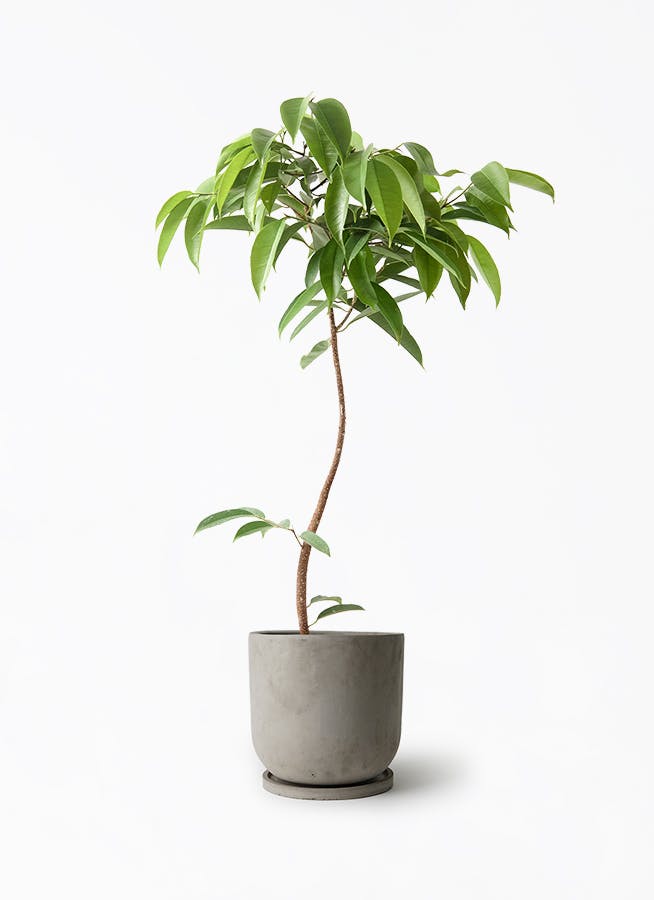 観葉植物 モンステラ 7号 根あがり セメント トラフポット 付き