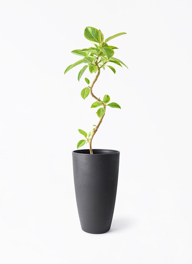 フィカス アルテシーマ 曲がり | 観葉植物通販 Hitohana（ひとはな）