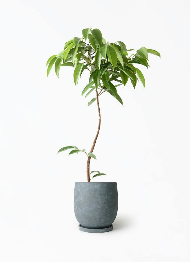 現品　フィカス　ゴムの木　アムステルダムキング 47番　曲がり　観葉植物 フィカス アムステルダムキング 曲がり | 観葉植物通販 HitoHana（ひと
