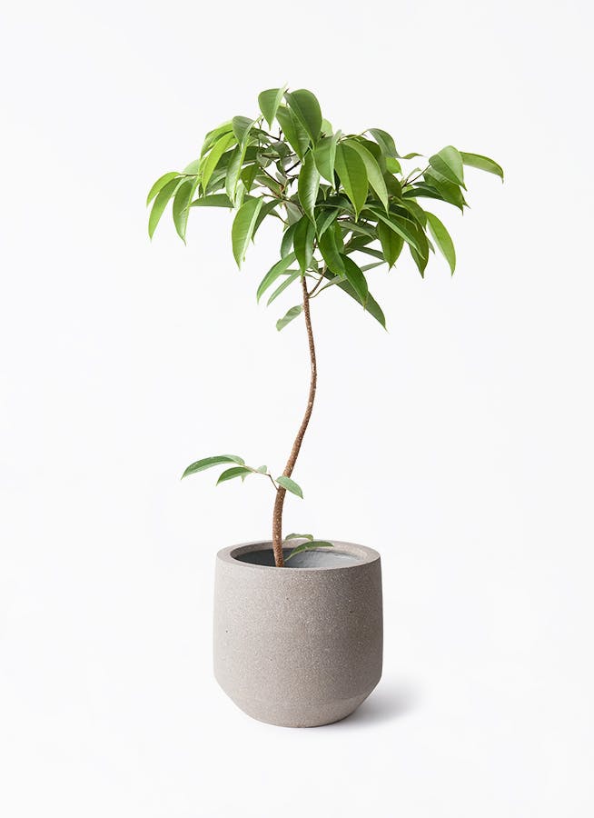 フィカス　アムステルダムキング⭐️曲がり ゴムの木　観葉植物 フィカス アムステルダムキング 曲がり | 観葉植物通販 HitoHana（ひと